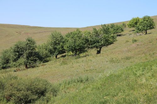 «Нистрыф абый» һәм алма бакчасы