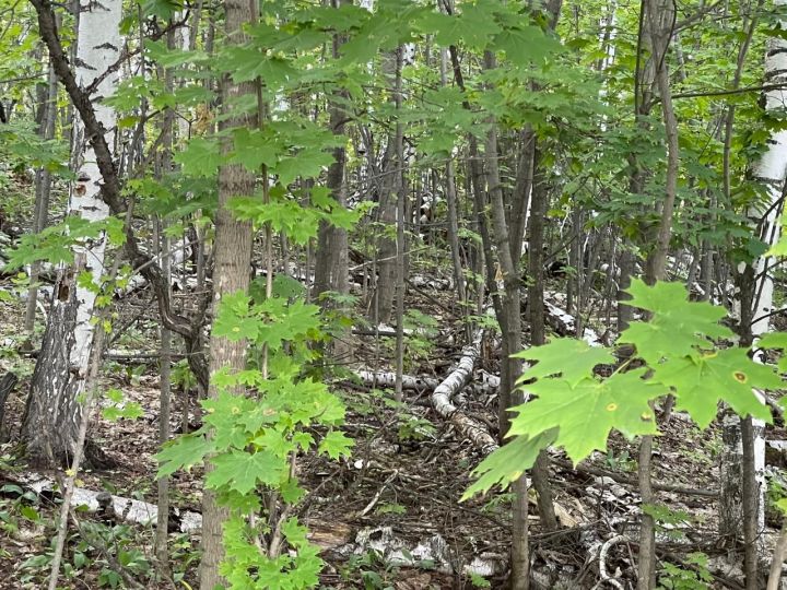 Мәктәп укучылары «Татарстанның чиста урманнары» акциясендә катнаша